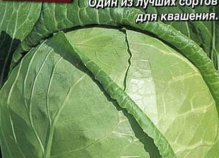 10 лучших сортов белокочанной капусты