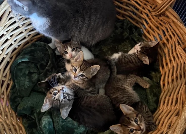 Коты дерут мебель? Оказывается, есть ткань, которую невозможно разодрать